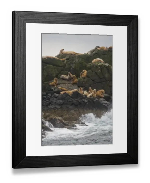 Framed Print : Alaska. Katmai NP. Steller Sea Lions in the Shelikof Strait