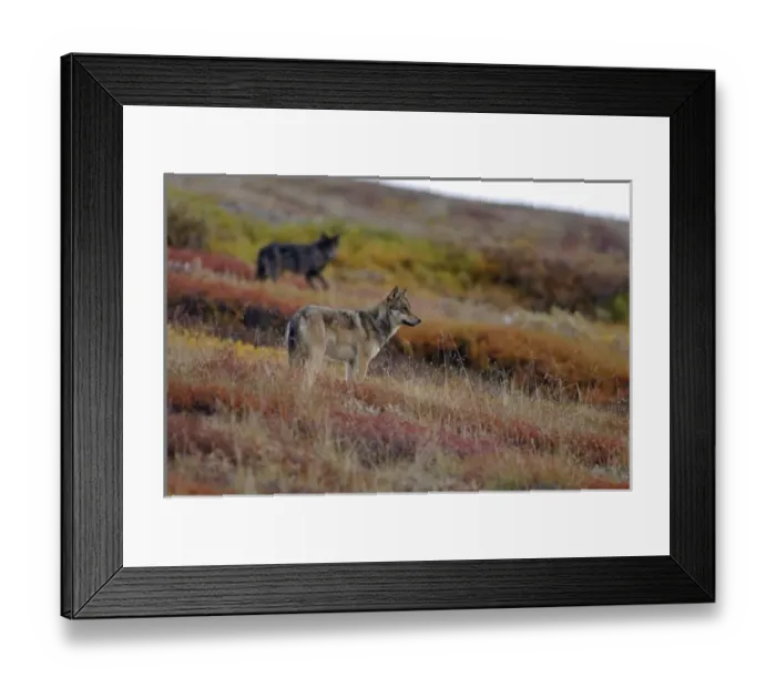 Framed Print : gray wolves, Canis lupus, looking for prey on fall tundra in Denali National Park Framed Print : gray wolves, Canis lupus, looking for prey on fall tundra in Denali National Park