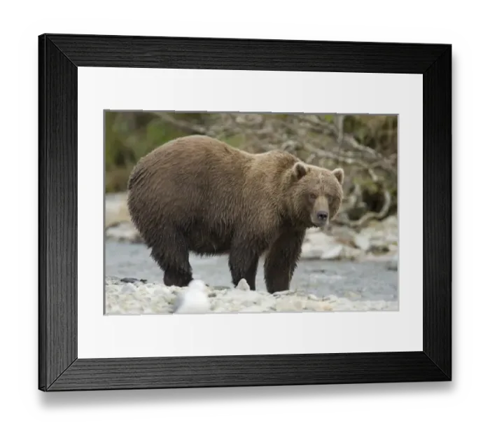 Framed Print : USA, North America, Alaska Framed Print : USA, North America, Alaska