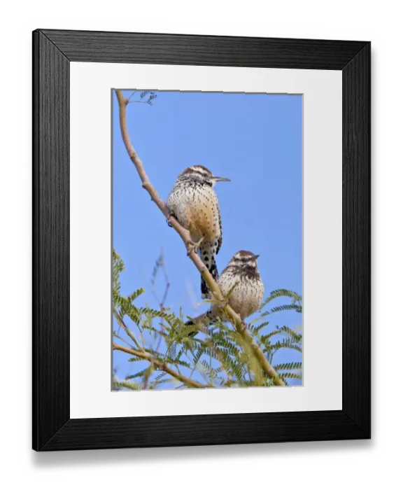 Framed Print : USA, North America, Alaska