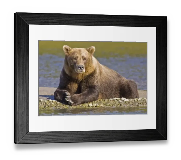 Framed Print : USA. Alaska. A coastal brown bear takes a break while salmon fishing in Kukak Bay, Katmai NP