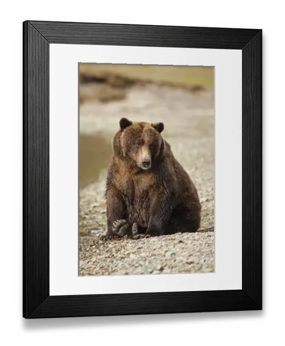 Framed Print : USA, Alaska, Katmai National Park, Close-up of Coastal Brown Bear (Ursus arctos)