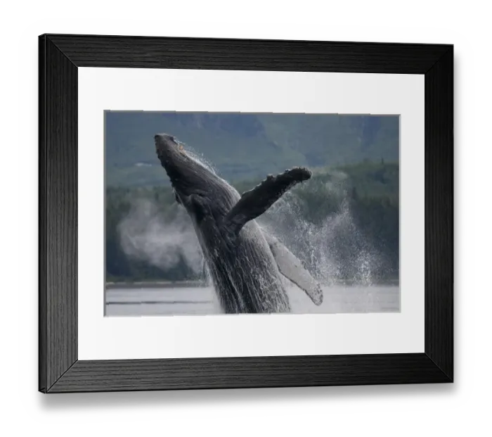 Framed Print : USA, Alaska, Tongass National Forest, Humpback Whale (Megaptera novaengliae) breaching Framed Print : USA, Alaska, Tongass National Forest, Humpback Whale (Megaptera novaengliae) breaching