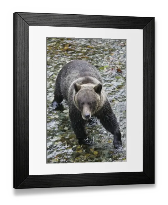 Framed Print : USA. Alaska. A brown bear crosses Fish Creek near Stewart, Alaska in search of salmon