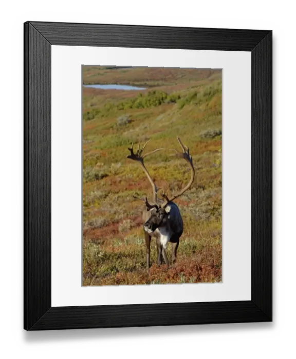 Framed Print : caribou, Rangifer tarandus, bull feeding on fall vegetation in Denali National Park Framed Print : caribou, Rangifer tarandus, bull feeding on fall vegetation in Denali National Park