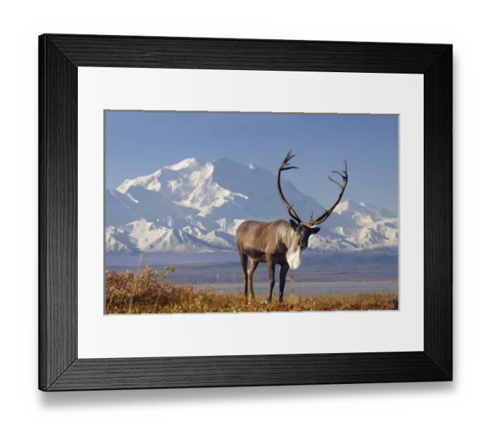 Framed Print : caribou, Rangifer tarandus, bull in fall colors with Mount McKinley in the background Framed Print : caribou, Rangifer tarandus, bull in fall colors with Mount McKinley in the background