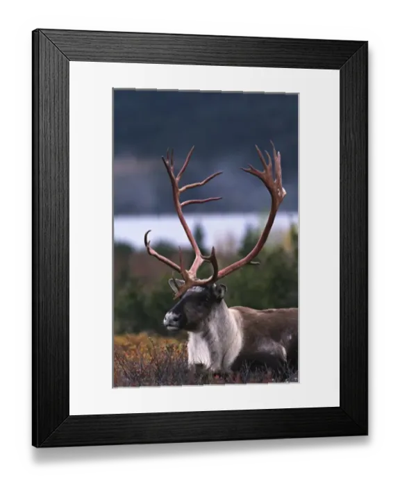 Framed Print : Alaska, Denali National Park. Barren ground caribou bull (Rangifer arcticus) on tundra in September Framed Print : Alaska, Denali National Park. Barren ground caribou bull (Rangifer arcticus) on tundra in September