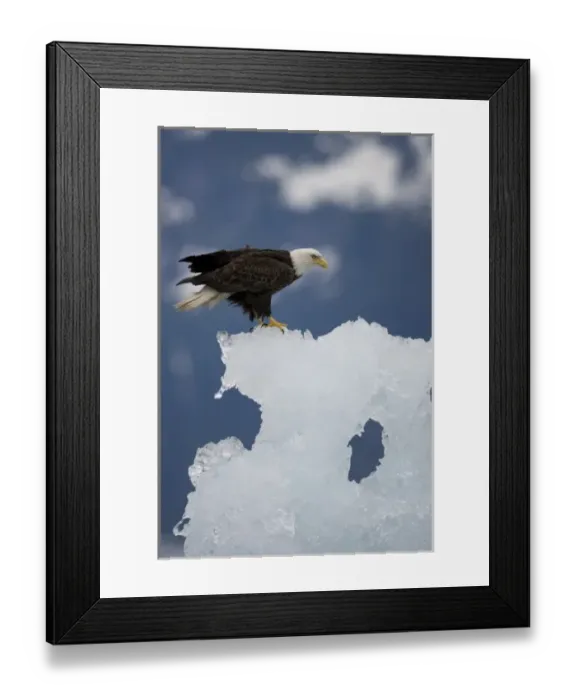 Framed Print : USA, Alaska, Tongass National Forest, Bald Eagle (Haliaeetus leucocephalus) resting