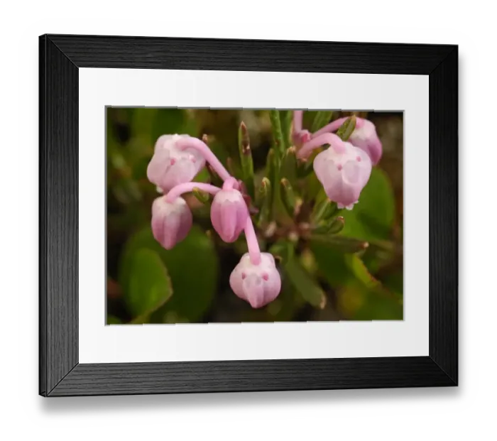 Framed Print : USA, Alaska, Arctic National Wildlife Refuge, Kongakut River Valley, Bog rosemary wildflowers Framed Print : USA, Alaska, Arctic National Wildlife Refuge, Kongakut River Valley, Bog rosemary wildflowers