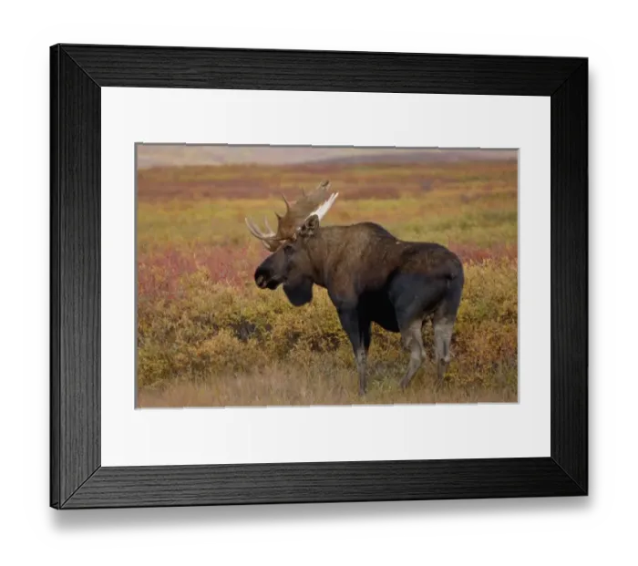 Framed Print : moose, Alces alces, bull walking on fall tundra in Denali National Park, interior Alaska Framed Print : moose, Alces alces, bull walking on fall tundra in Denali National Park, interior Alaska