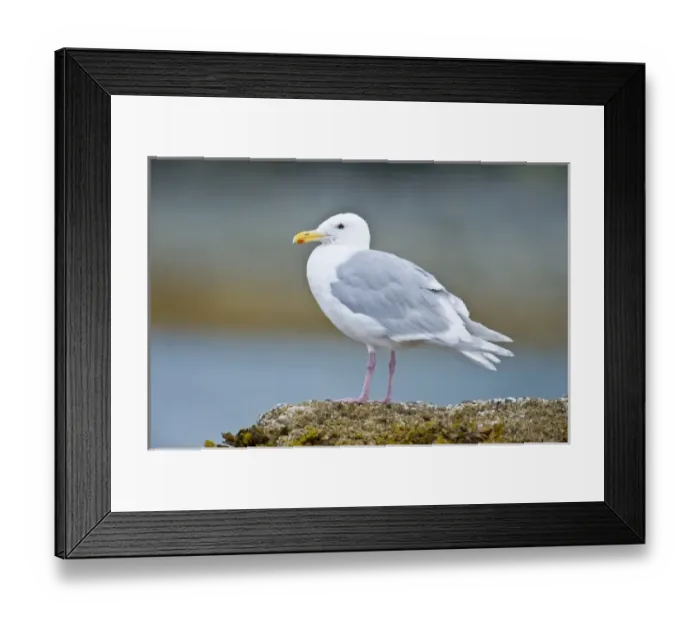 Framed Print : Alaska. Katmai NP. Glaucous-winged Gull Framed Print : Alaska. Katmai NP. Glaucous-winged Gull
