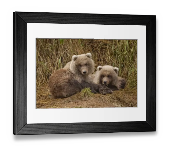 Framed Print : USA, Alaska, Katmai National Park, Grizzly Bear Spring Cubs (Ursus arctos) resting Framed Print : USA, Alaska, Katmai National Park, Grizzly Bear Spring Cubs (Ursus arctos) resting