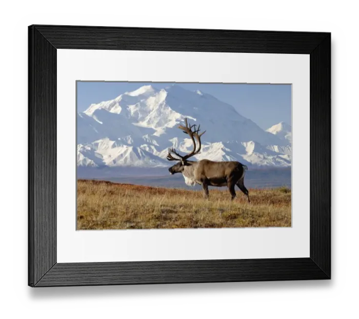 Framed Print : caribou, Rangifer tarandus, bull in fall colors with Mount McKinley in the background Framed Print : caribou, Rangifer tarandus, bull in fall colors with Mount McKinley in the background