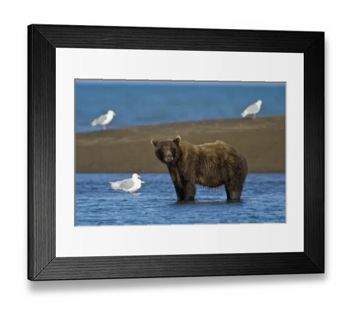Framed Print : USA. Alaska. Coastal Brown Bear fishing for salmon at Silver Salmon Creek in Lake Clark NP