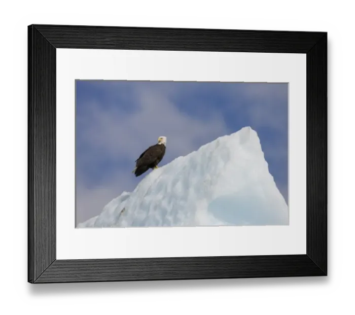 Framed Print : USA, Alaska, Tongass National Forest, Bald Eagle (Haliaeetus leucocephalus) resting Framed Print : USA, Alaska, Tongass National Forest, Bald Eagle (Haliaeetus leucocephalus) resting