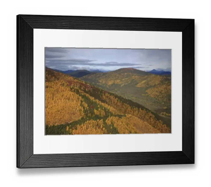 Framed Print : USA, Alaska, Arctic Circle, Bettles. Fall colors turn hillsides golden