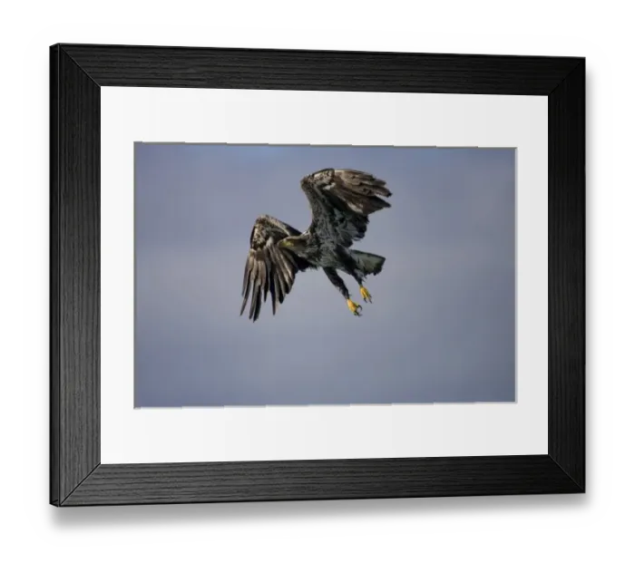 Framed Print : USA, Alaska, Tongass National Forest, Immature Bald Eagle (Haliaeetus leucocephalus)