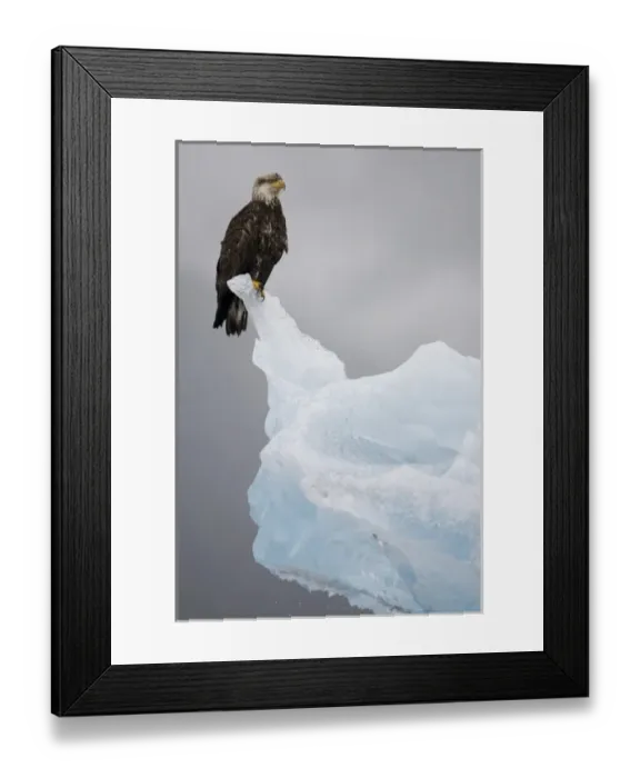 Framed Print : USA, Alaska, Tongass National Forest, Immature Bald Eagle (Haliaeetus leucocephalus) Framed Print : USA, Alaska, Tongass National Forest, Immature Bald Eagle (Haliaeetus leucocephalus)