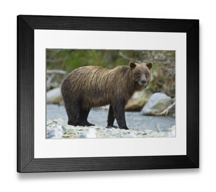 Framed Print : USA, North America, Alaska Framed Print : USA, North America, Alaska