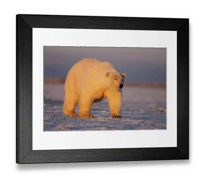 Framed Print : USA, North America, Alaska Framed Print : USA, North America, Alaska