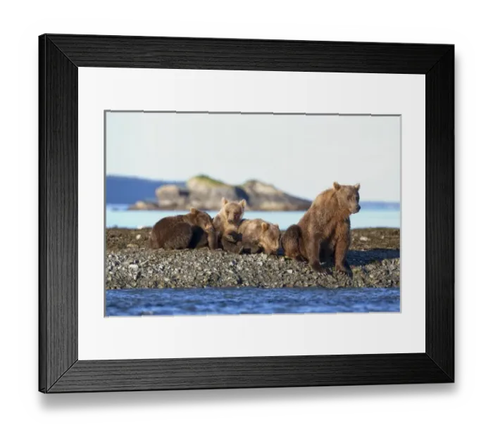 Framed Print : USA, Alaska, Katmai National Park, Grizzly Bear (Ursus arctos) resting beside sleeping Framed Print : USA, Alaska, Katmai National Park, Grizzly Bear (Ursus arctos) resting beside sleeping