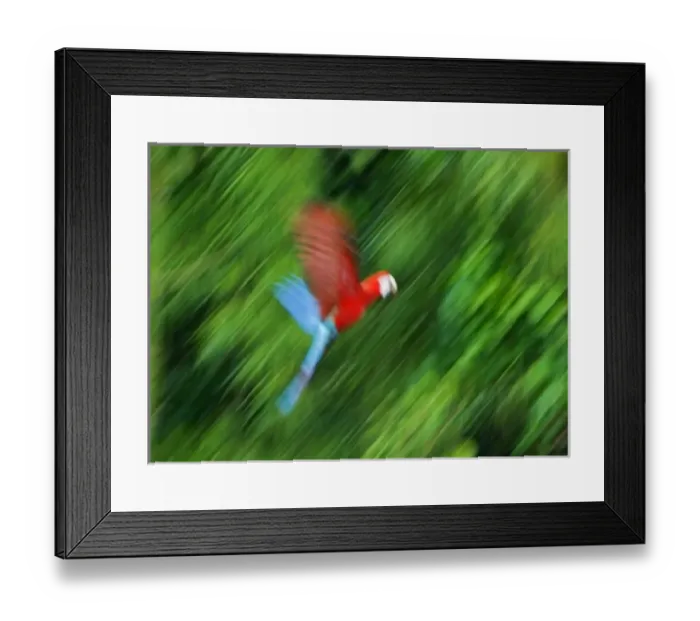 Framed Print : Peru, Amazon River Basin, Madre de Dios province, Motion blur of flying red and blue macaw Framed Print : Peru, Amazon River Basin, Madre de Dios province, Motion blur of flying red and blue macaw