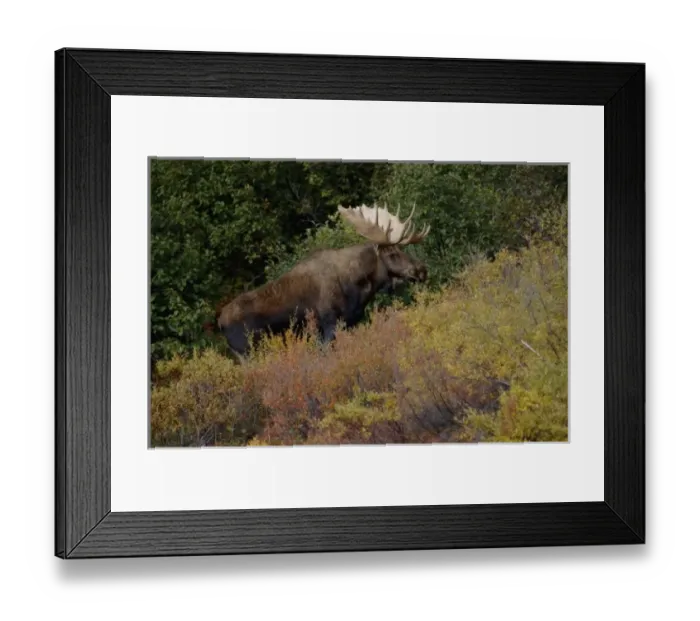 Framed Print : moose, Alces alces, bull feeding on willow bushes in Denali National Park, interior