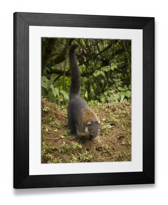 Framed Print : Central America, Costa Rica Framed Print : Central America, Costa Rica