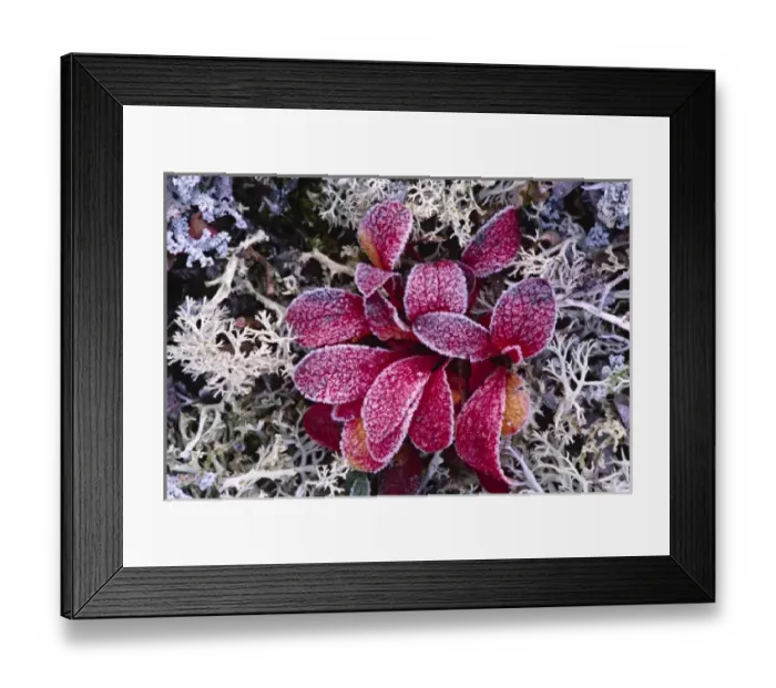 Framed Print : North America. Alaska, Denali National Park. Frost on Bearberry (Arctostaphylos uva-ursi) Framed Print : North America. Alaska, Denali National Park. Frost on Bearberry (Arctostaphylos uva-ursi)