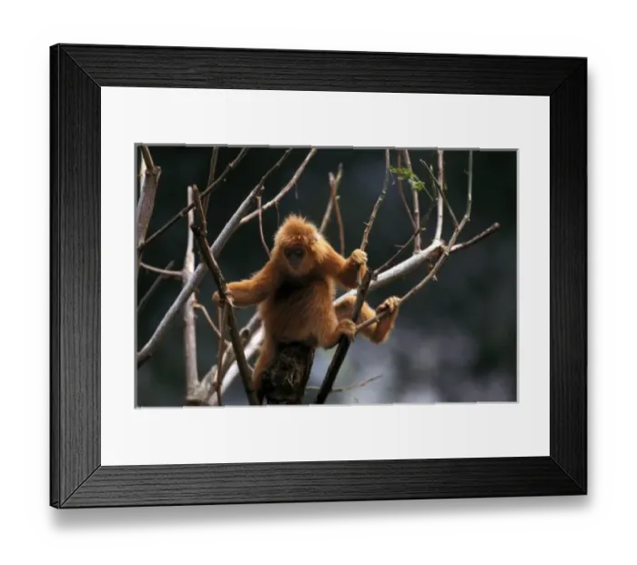 Framed Print : South America, Peru, Rainforest. Monkey in tree top