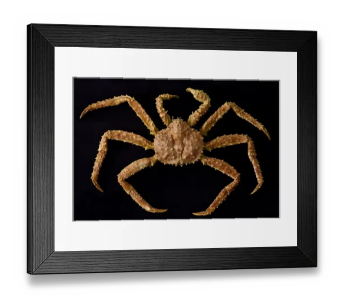 Framed Print : USA, Alaska, Petersburg. Close-up of Alaskan king crab with legs in symmetrical pattern Framed Print : USA, Alaska, Petersburg. Close-up of Alaskan king crab with legs in symmetrical pattern