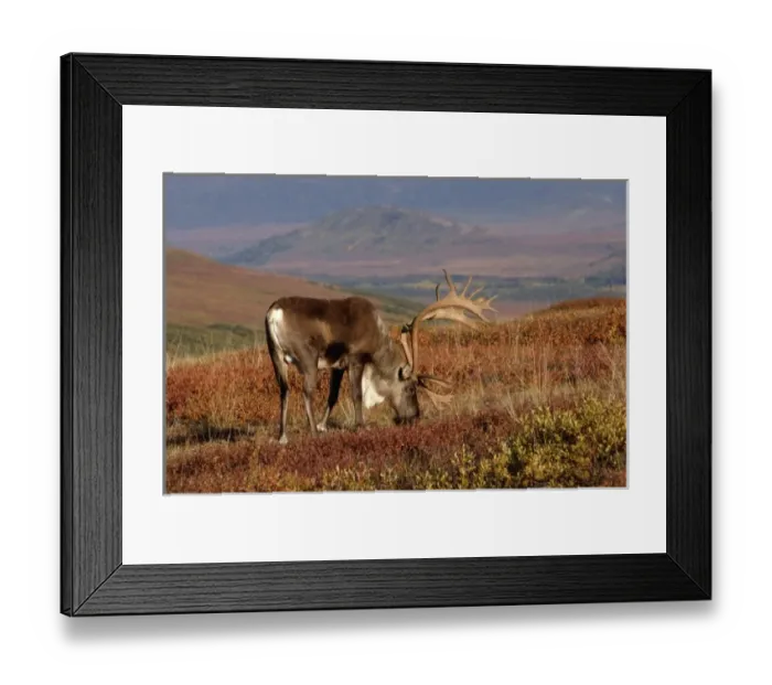 Framed Print : caribou, Rangifer tarandus, bull feeding on fall vegetation in Denali National Park