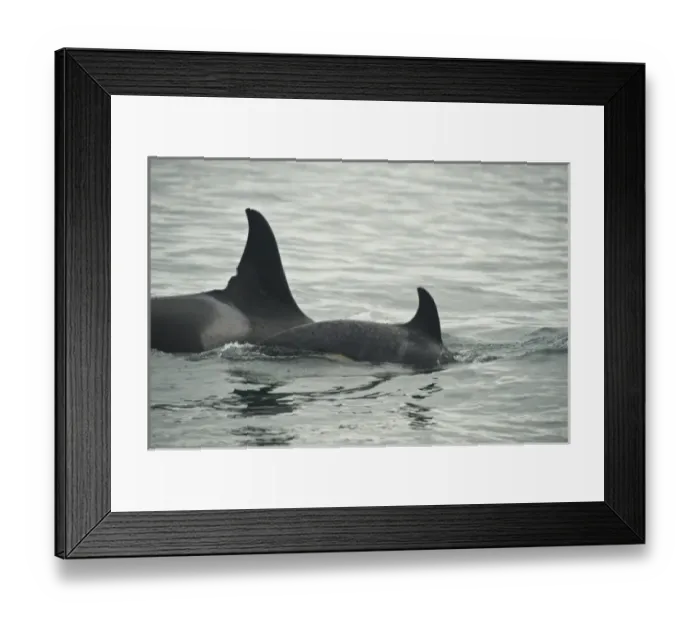 Framed Print : Alaska. Katmai NP. Orcas in the Shelikof Strait Framed Print : Alaska. Katmai NP. Orcas in the Shelikof Strait