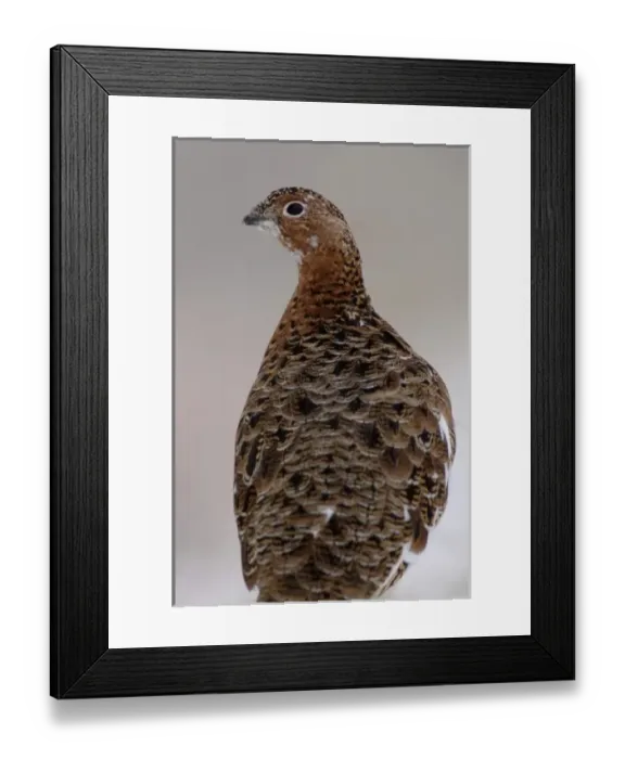 Framed Print : willow ptarmigan, Lagopus lagopus, in Denali National Park, interior Alaska Framed Print : willow ptarmigan, Lagopus lagopus, in Denali National Park, interior Alaska
