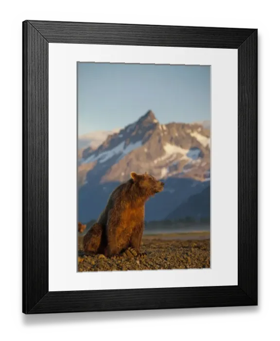 Framed Print : USA, Alaska, Katmai National Park, Grizzly Bear (Ursus arctos) resting along tidal Framed Print : USA, Alaska, Katmai National Park, Grizzly Bear (Ursus arctos) resting along tidal