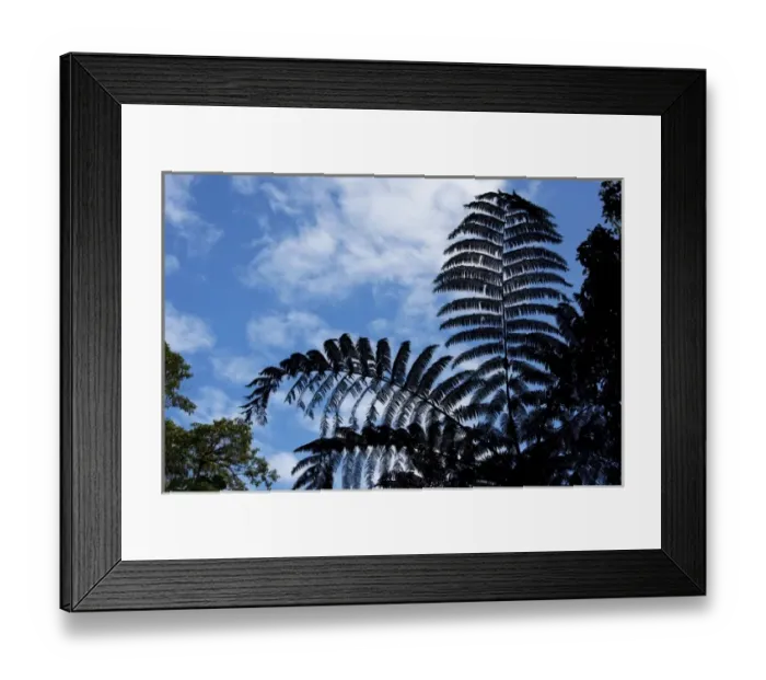 Framed Print : Costa Rica, Los Angeles Cloud Forest Reserve, Tree fern in shadows on forest floor Framed Print : Costa Rica, Los Angeles Cloud Forest Reserve, Tree fern in shadows on forest floor