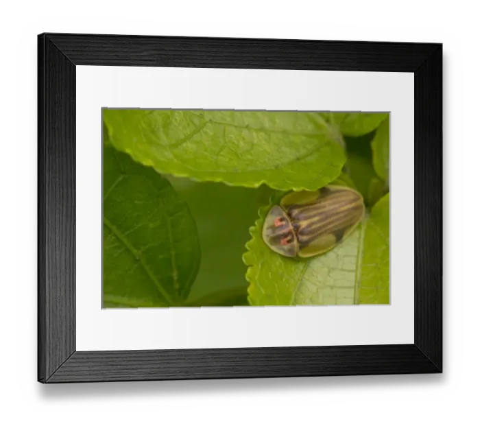 Framed Print : Central America, Costa Rica
