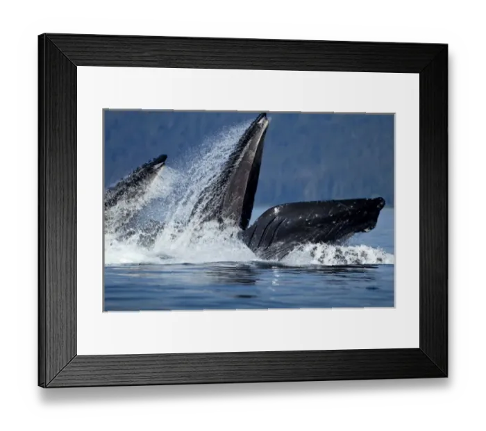 Framed Print : USA, Alaska, Angoon, Humpback Whales (Megaptera novaengliae) lunge from sea while Framed Print : USA, Alaska, Angoon, Humpback Whales (Megaptera novaengliae) lunge from sea while