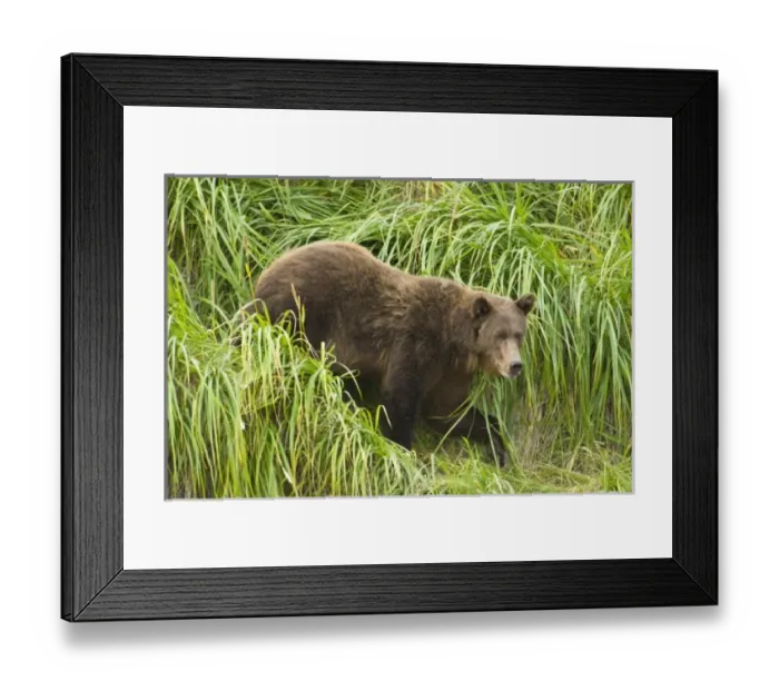 Framed Print : USA, North America, Alaska