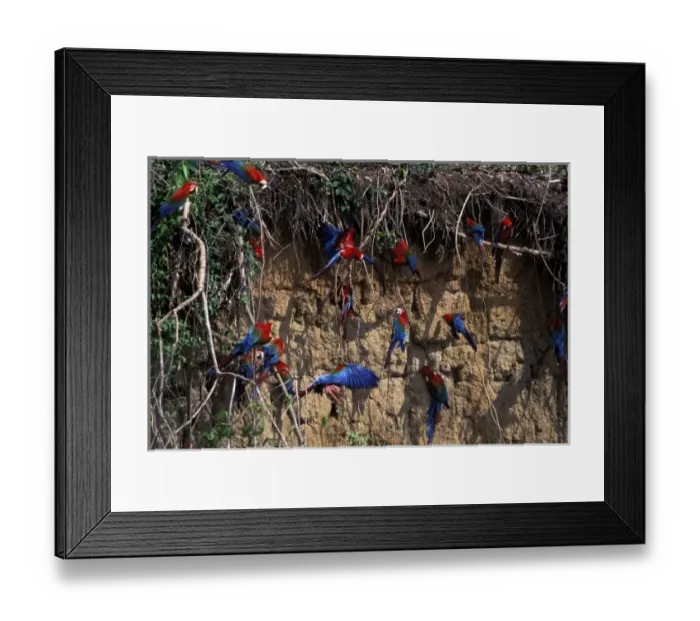Framed Print : South America, Peru, Rainforest. Red and green Macaws (Ara chloroptera) at clay lick