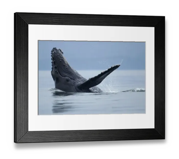 Framed Print : USA, Alaska, Tongass National Forest, Young Humpback Whale (Megaptera novaengliae) Framed Print : USA, Alaska, Tongass National Forest, Young Humpback Whale (Megaptera novaengliae)