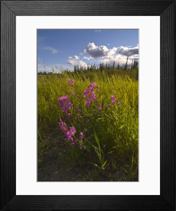 Framed Print : Fireweed and panorama of grasses river and snow caped mountains along the Richardson Framed Print : Fireweed and panorama of grasses river and snow caped mountains along the Richardson