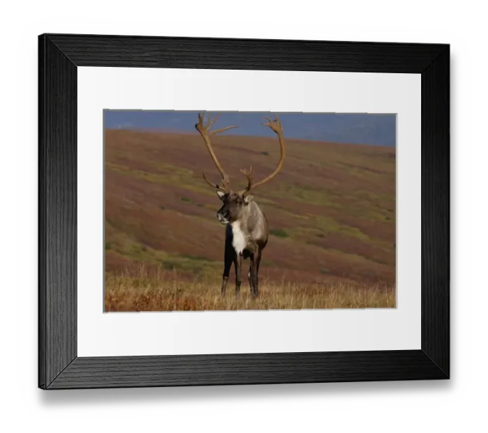 Framed Print : caribou, Rangifer tarandus, bull feeding on fall vegetation in Denali National Park