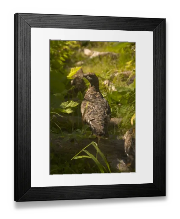 Framed Print : USA, North America, Alaska