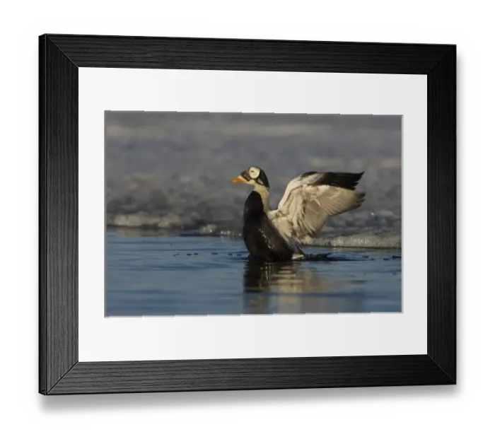 Framed Print : USA, North America, Alaska Framed Print : USA, North America, Alaska