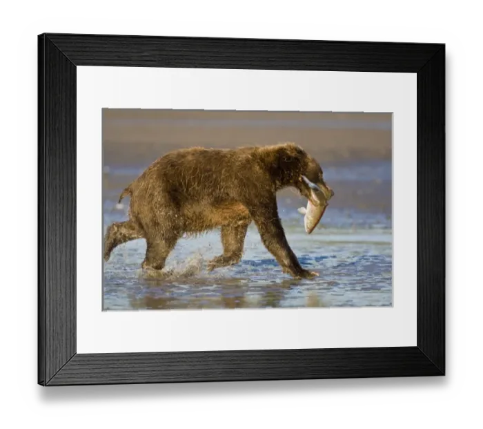 Framed Print : USA. Alaska. Coasta Brown Bear with freshly caught salmon at Silver Salmon Creek in Lake Clark NP Framed Print : USA. Alaska. Coasta Brown Bear with freshly caught salmon at Silver Salmon Creek in Lake Clark NP
