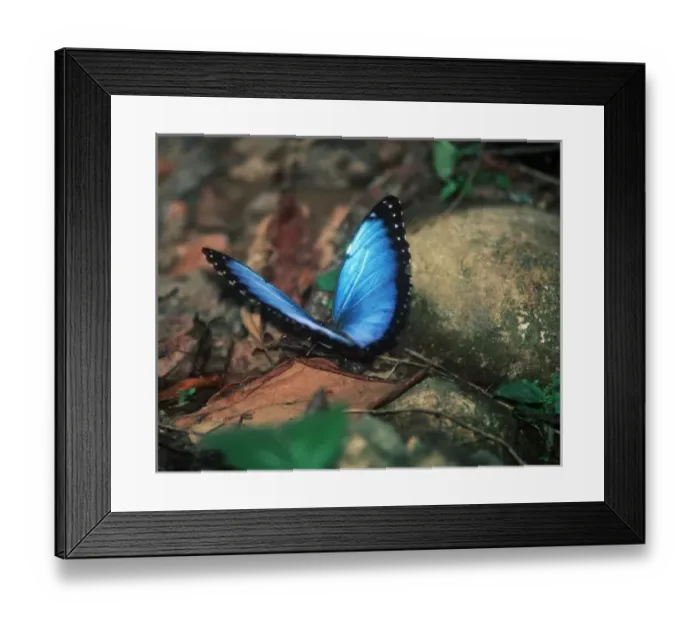 Framed Print : Morpho granadensis BUTTERFLY Framed Print : Morpho granadensis BUTTERFLY