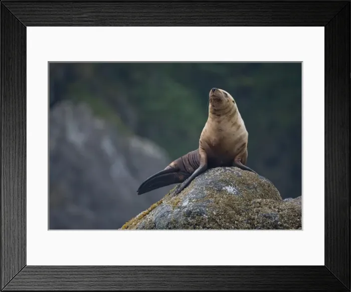 Framed Print : USA, Alaska, Tongass National Forest, Steller sea lion (Eumetopias jubatus) resting Framed Print : USA, Alaska, Tongass National Forest, Steller sea lion (Eumetopias jubatus) resting