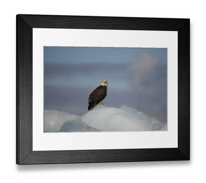 Framed Print : USA, Alaska, Tongass National Forest, Bald Eagle (Haliaeetus leucocephalus) resting