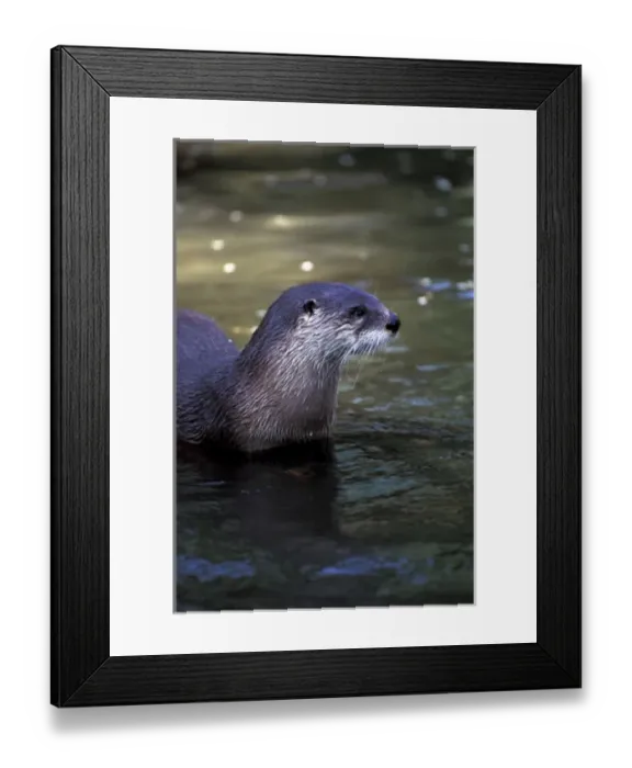 Framed Print : South America, Peru, Manu River Region. Giant River Otter (Lutra longicaudis) Framed Print : South America, Peru, Manu River Region. Giant River Otter (Lutra longicaudis)